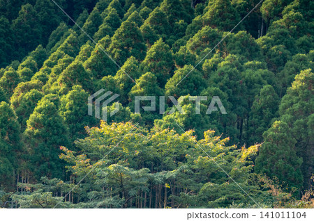 Autumn in Yakushima: Cedar forests bathed in sunlight Autumn in Yakushima: Cedar forests bathed in sunlight 141011104
