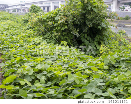 Kudzu leaves cover the riverbed of the Inagawa River 141011151