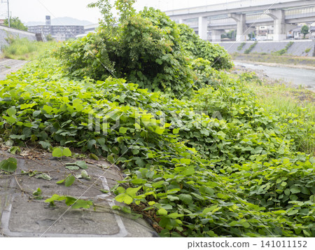 Kudzu leaves cover the riverbed of the Inagawa River Kudzu leaves cover the riverbed of the Inagawa River 141011152