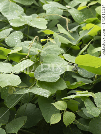 Kudzu leaves cover the riverbed of the Inagawa River Kudzu leaves cover the riverbed of the Inagawa River 141011154