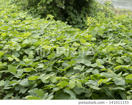Kudzu leaves cover the riverbed of the Inagawa River Kudzu leaves cover the riverbed of the Inagawa River 141011155