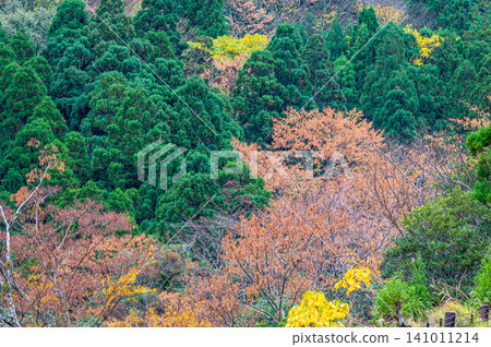 Autumn in Yakushima, a place where gods reside: Magnificent autumn foliage of the trees Autumn in Yakushima, a place where gods reside: Magnificent autumn foliage of the trees 141011214