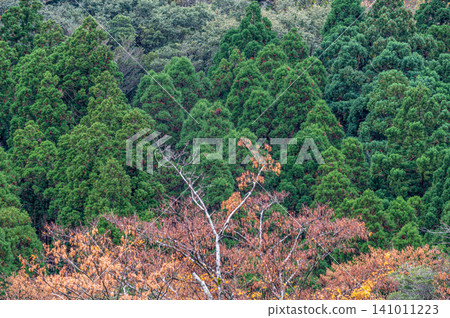 Autumn in Yakushima, a place where gods reside: Magnificent autumn foliage of the trees Autumn in Yakushima, a place where gods reside: Magnificent autumn foliage of the trees 141011223