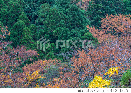 Autumn in Yakushima, a place where gods reside: Magnificent autumn foliage of the trees Autumn in Yakushima, a place where gods reside: Magnificent autumn foliage of the trees 141011225