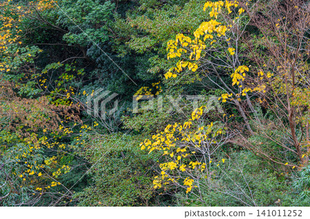 Autumn in Yakushima, a place where gods reside: Magnificent autumn foliage of the trees Autumn in Yakushima, a place where gods reside: Magnificent autumn foliage of the trees 141011252