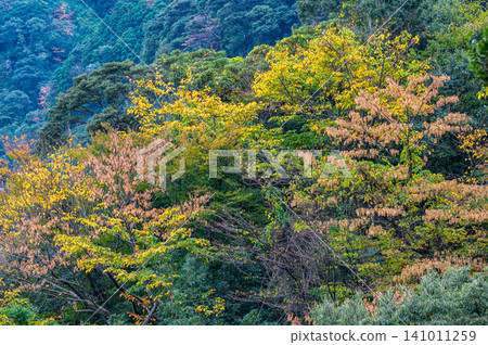 Autumn in Yakushima, a place where gods reside: Magnificent autumn foliage of the trees Autumn in Yakushima, a place where gods reside: Magnificent autumn foliage of the trees 141011259