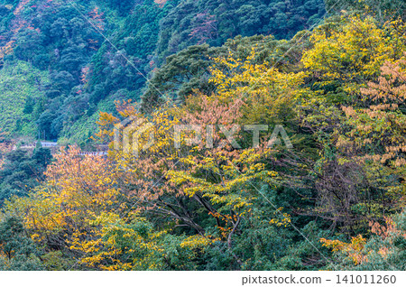 Autumn in Yakushima, a place where gods reside: Magnificent autumn foliage of the trees Autumn in Yakushima, a place where gods reside: Magnificent autumn foliage of the trees 141011260
