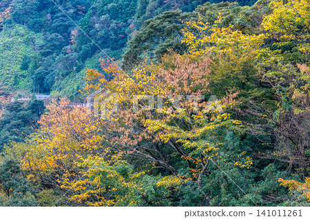 屋久島的秋天,神靈居住的地方:樹木的秋葉美不勝收。 屋久島的秋天,神靈居住的地方:樹木的秋葉美不勝收。 141011261