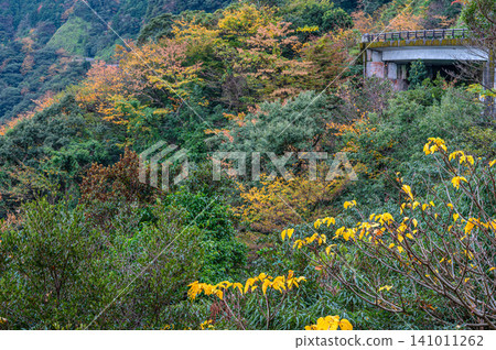 屋久島的秋天,神靈居住的地方:樹木的秋葉美不勝收。 屋久島的秋天,神靈居住的地方:樹木的秋葉美不勝收。 141011262