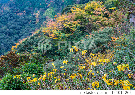 Autumn in Yakushima, a place where gods reside: Magnificent autumn foliage of the trees Autumn in Yakushima, a place where gods reside: Magnificent autumn foliage of the trees 141011265