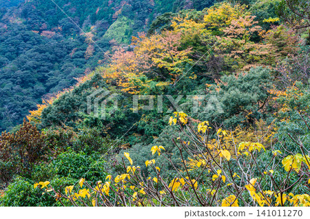 Autumn in Yakushima, a place where gods reside: Magnificent autumn foliage of the trees Autumn in Yakushima, a place where gods reside: Magnificent autumn foliage of the trees 141011270