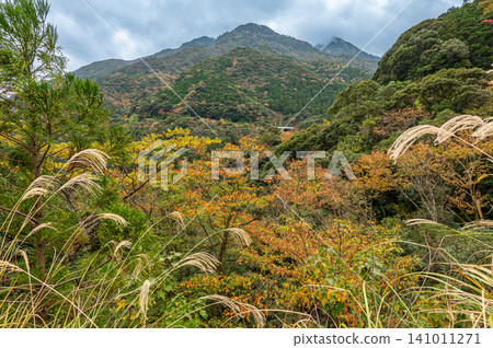 Autumn in Yakushima, a place where gods reside: Magnificent autumn foliage of the trees Autumn in Yakushima, a place where gods reside: Magnificent autumn foliage of the trees 141011271