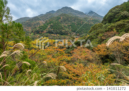 Autumn in Yakushima, a place where gods reside: Magnificent autumn foliage of the trees Autumn in Yakushima, a place where gods reside: Magnificent autumn foliage of the trees 141011272