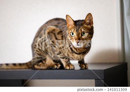 Cat (Bengal cat) Cat (Bengal cat) 141011309