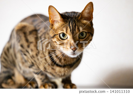 Cat (Bengal cat) Cat (Bengal cat) 141011310