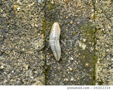 Slugs crawling on a concrete block wall Slugs crawling on a concrete block wall 141011314