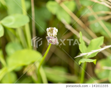 白三葉草花和斑點椿象 白三葉草花和斑點椿象 141011335