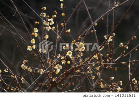 黃花,冬香薄荷(Chimonanthus praecox)14 黃花,冬香薄荷(Chimonanthus praecox)14 141011611