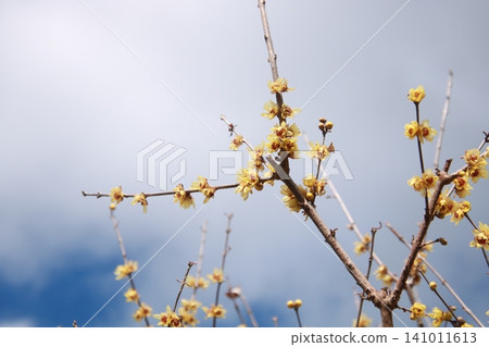 Yellow flowers, winter sweet (Chimonanthus praecox) 15 Yellow flowers, winter sweet (Chimonanthus praecox) 15 141011613