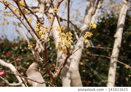 Yellow flowers, winter sweet (Chimonanthus praecox) 16 Yellow flowers, winter sweet (Chimonanthus praecox) 16 141011615