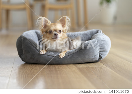 A 6-year-old female Chihuahua relaxing in her pet bed at home. A 6-year-old female Chihuahua relaxing in her pet bed at home. 141011670