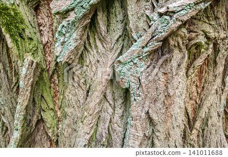 Close-up abstract texture of rough weathered tree bark with green moss. Organic rustic wooden background. Concept of nature, ecology, forestry, timber and raw natural material. Close-up abstract texture of rough weathered tree bark with green moss. Organic rustic wooden background. Concept of nature, ecology, forestry, timber and raw natural material. 141011688
