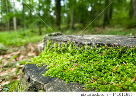 Macro shot of green moss growing on an old weathered tree stump in the forest. Blurred background, copy space. Concept of sustainability, life cycle, rebirth and natural organic texture. High quality Macro shot of green moss growing on an old weathered tree stump in the forest. Blurred background, copy space. Concept of sustainability, life cycle, rebirth and natural organic texture. High quality 141011695