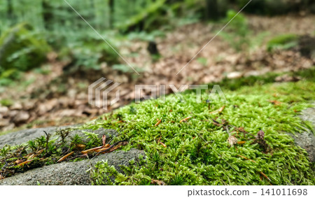 Close-up shot of vibrant green moss growing on a fallen tree trunk in the woods. Blurred background, copy space. Concept of natural product podium, cosmetic pedestal, sustainability, organic texture Close-up shot of vibrant green moss growing on a fallen tree trunk in the woods. Blurred background, copy space. Concept of natural product podium, cosmetic pedestal, sustainability, organic texture 141011698
