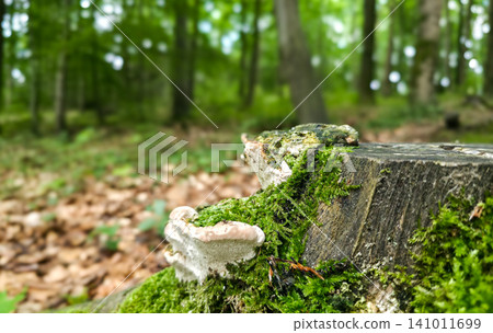 Close-up shot of shelf fungi and green moss growing on an old weathered tree stump in the woods. Blurred forest background, copy space. Concept of mycology, medicinal mushrooms, forest ecosystem Close-up shot of shelf fungi and green moss growing on an old weathered tree stump in the woods. Blurred forest background, copy space. Concept of mycology, medicinal mushrooms, forest ecosystem 141011699
