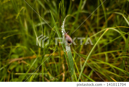 Macro shot of a small snail crawling on bright green grass. Wildlife, nature background, ecology concept. Concept of slow life, patience, cosmetics ingredient mucin, and natural skincare. High quality Macro shot of a small snail crawling on bright green grass. Wildlife, nature background, ecology concept. Concept of slow life, patience, cosmetics ingredient mucin, and natural skincare. High quality 141011704
