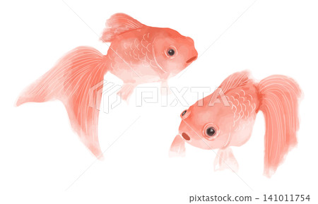 水彩金魚 水彩金魚 141011754