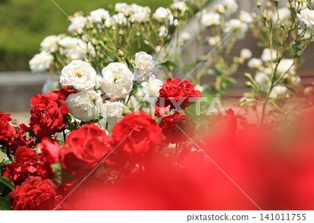 Roses adorn the flowerbeds in the park. 141011755