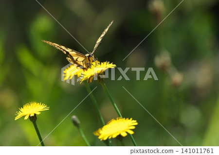 Smoked flower honey Smoked flower honey 141011761