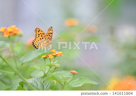 蝴蝶抽花蜂蜜 蝴蝶抽花蜂蜜 141011804