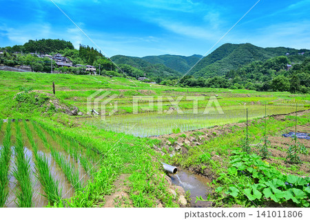 寺坂水稻梯田,水稻種植季節,新鮮的綠色風景 寺坂水稻梯田,水稻種植季節,新鮮的綠色風景 141011806