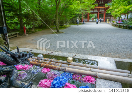Hydrangeas adorning the water basin in front of the Niomon Gate at Murō-ji Temple in Uda City, Nara Prefecture. Hydrangeas adorning the water basin in front of the Niomon Gate at Murō-ji Temple in Uda City, Nara Prefecture. 141011826