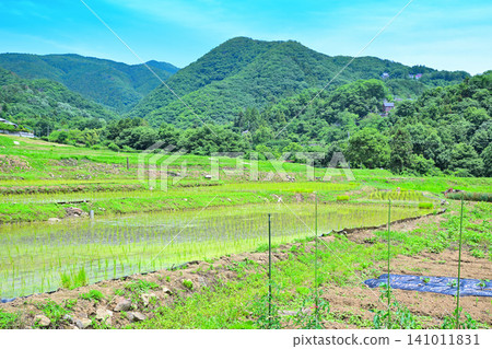 寺坂水稻梯田，水稻種植季節，新鮮的綠色風景 141011831