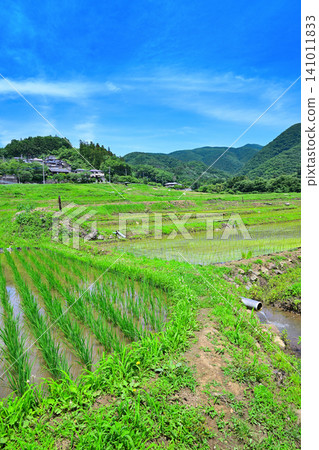 Terasaka rice terraces, rice planting season, fresh green scenery Terasaka rice terraces, rice planting season, fresh green scenery 141011833