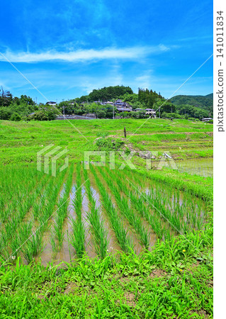 Terasaka rice terraces, rice planting season, fresh green scenery Terasaka rice terraces, rice planting season, fresh green scenery 141011834