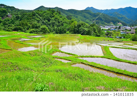 Terasaka rice terraces, rice planting season, fresh green scenery Terasaka rice terraces, rice planting season, fresh green scenery 141011835