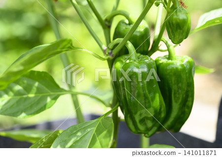 Bell peppers raised in the vegetable garden Bell peppers raised in the vegetable garden 141011871