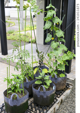 用不織布花盆種植的蔬菜 用不織布花盆種植的蔬菜 141011873