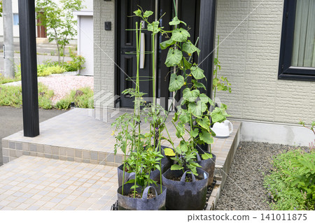 Vegetables grown in non-woven fabric planters 141011875
