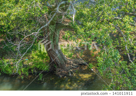 Forest scenery along the shores of Lake Biwa, Kusatsu City Forest scenery along the shores of Lake Biwa, Kusatsu City 141011911