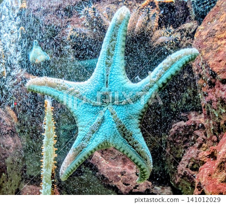 Beautifully colorful starfish 141012029