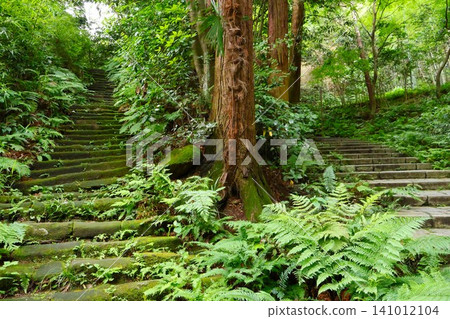 瑞禪寺參道(神奈川縣鎌倉市二階堂) 瑞禪寺參道(神奈川縣鎌倉市二階堂) 141012104