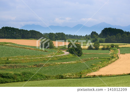 [Biei] Summer countryside scenery of Biei 141012209