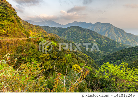 Spring in Yakushima: Fresh green leaves shining in the sunlight Spring in Yakushima: Fresh green leaves shining in the sunlight 141012249