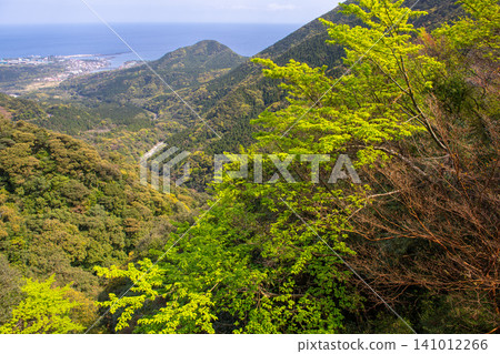 Spring in Yakushima: Fresh green leaves shining in the sunlight Spring in Yakushima: Fresh green leaves shining in the sunlight 141012266