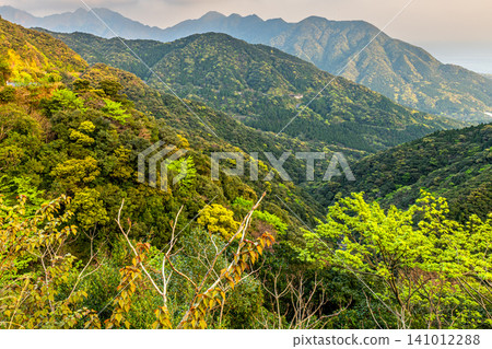 Spring in Yakushima: Fresh green leaves shining in the sunlight Spring in Yakushima: Fresh green leaves shining in the sunlight 141012288